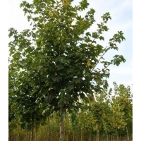 Acer pseudoplatanus'Negenia' 