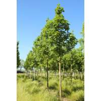 Acer pseudoplatanus'Bruchem' 