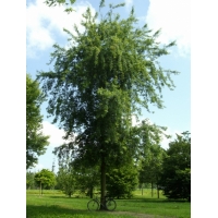 Acer saccharinum'Laciniata Wieri' 