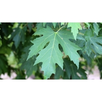 Acer saccharinum'Laciniata Wieri' 
