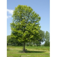 Acer saccharinum 