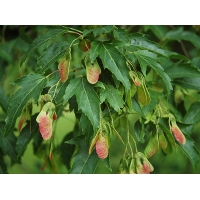 Acer tataricum'Ginnala' 