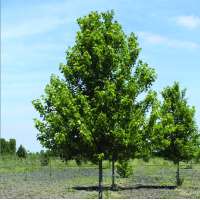 Acer freemanii'Jeffersred' 