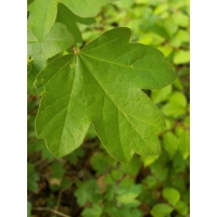 Acer campestre'Fastigiatum' 
