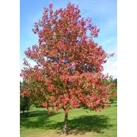 Acer cappadocicum'Rubrum' 
