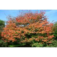 Acer Cissifolium 