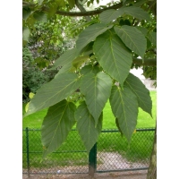 Acer davidii 