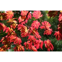 Acer japonicum'Aconitifolium' 