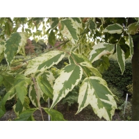 Acer negundo'Aureomarginatum' 
