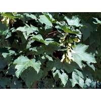Acer pseudoplatanus'Negenia' 