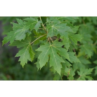 Acer saccharinum 