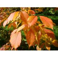 Acer Cissifolium 