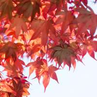 Acer rubrum'Franksred' 