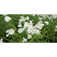 Achillea millefolium'Schneetaler'