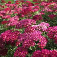 Achillea millefolium'Heidi'