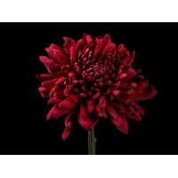 Chrysanthemum'Red Velvet'
