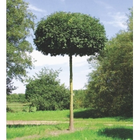 Acer campestre'Nanum' 