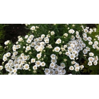 Achillea ptarmica'Nana Compacta'