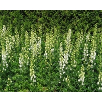 Aconitum napellus'Album'