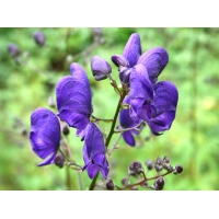 Aconitum napellus