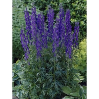 Aconitum henryi'Spark's Variety'
