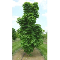 Acer platanoides'Columnare' 