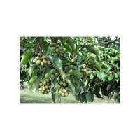 Actinidia arguta'Geneva' 