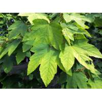 Acer pseudoplatanus'Bruchem' 