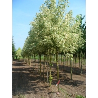 Acer negundo'Aureomarginatum' 