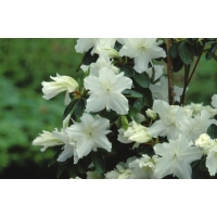 Azalea japonica'Adonis' 