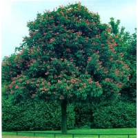 Aesculus carnea'Briotii' 