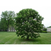Aesculus hippocastanum'Baumannii' 