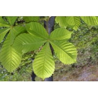 Aesculus hippocastanum 