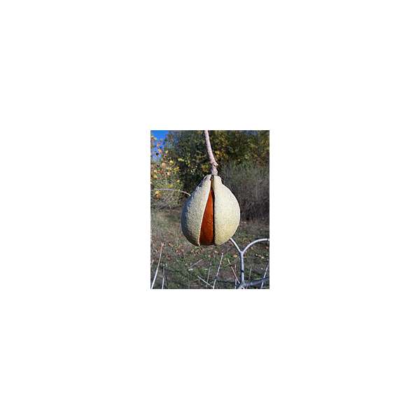 Aesculus californica 