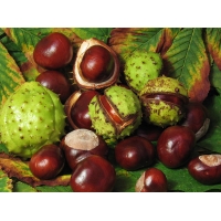 Aesculus hippocastanum 