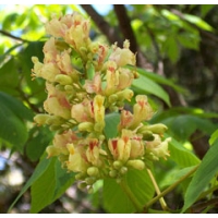 Aesculus flava 