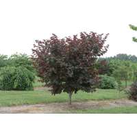 Cercis canadensis'Merlot' 