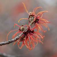 Hamamelis intermedia'Ruby Glow' 