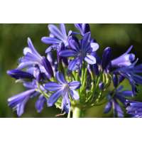 Agapanthus'African Skies' 