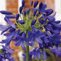 Agapanthus'Flower of Love' 