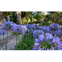 Agapanthus africanus 