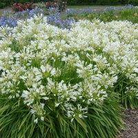 Agapanthus africanus'Albus' 