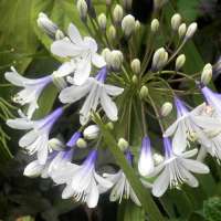 Agapanthus'Fireworks'