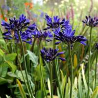 Agapanthus'Starry Night' 