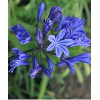 Agapanthus'Tornado'