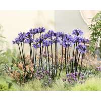 Agapanthus'Black Arrow' 