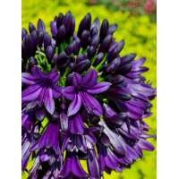 Agapanthus'Black Jack' 