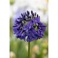 Agapanthus'Dark Silk 