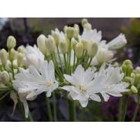 Agapanthus'Double Diamond' 