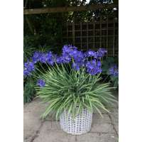 Agapanthus'Flower of Love' 